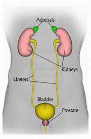 Adrenalectomy Treatment